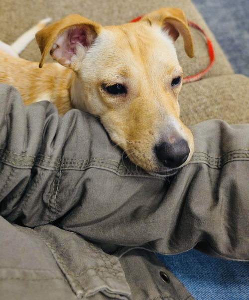picture of the dog needing adoption