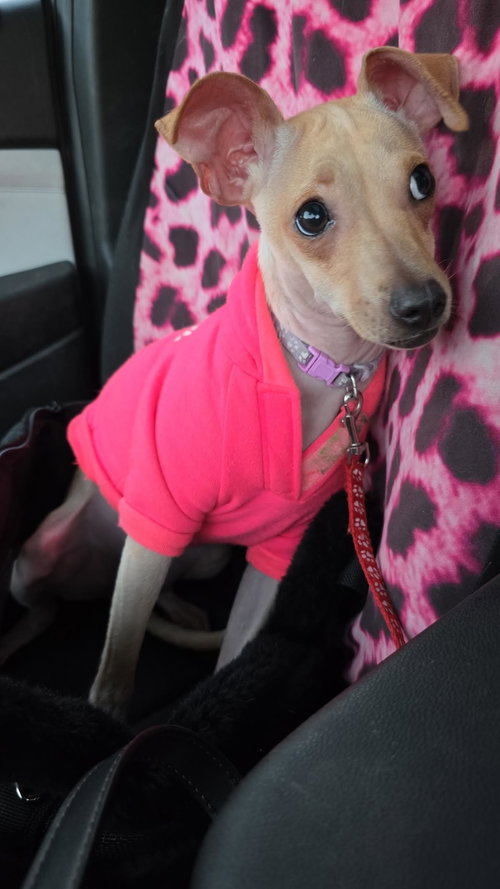 picture of the dog needing adoption