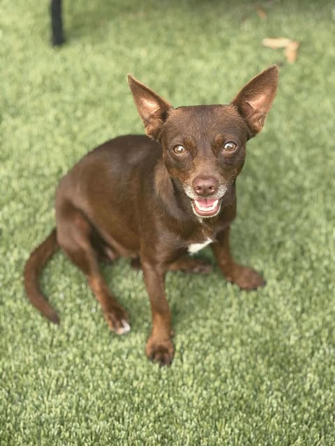 adoptable Dog in Princeton, MN named Ivy Marie