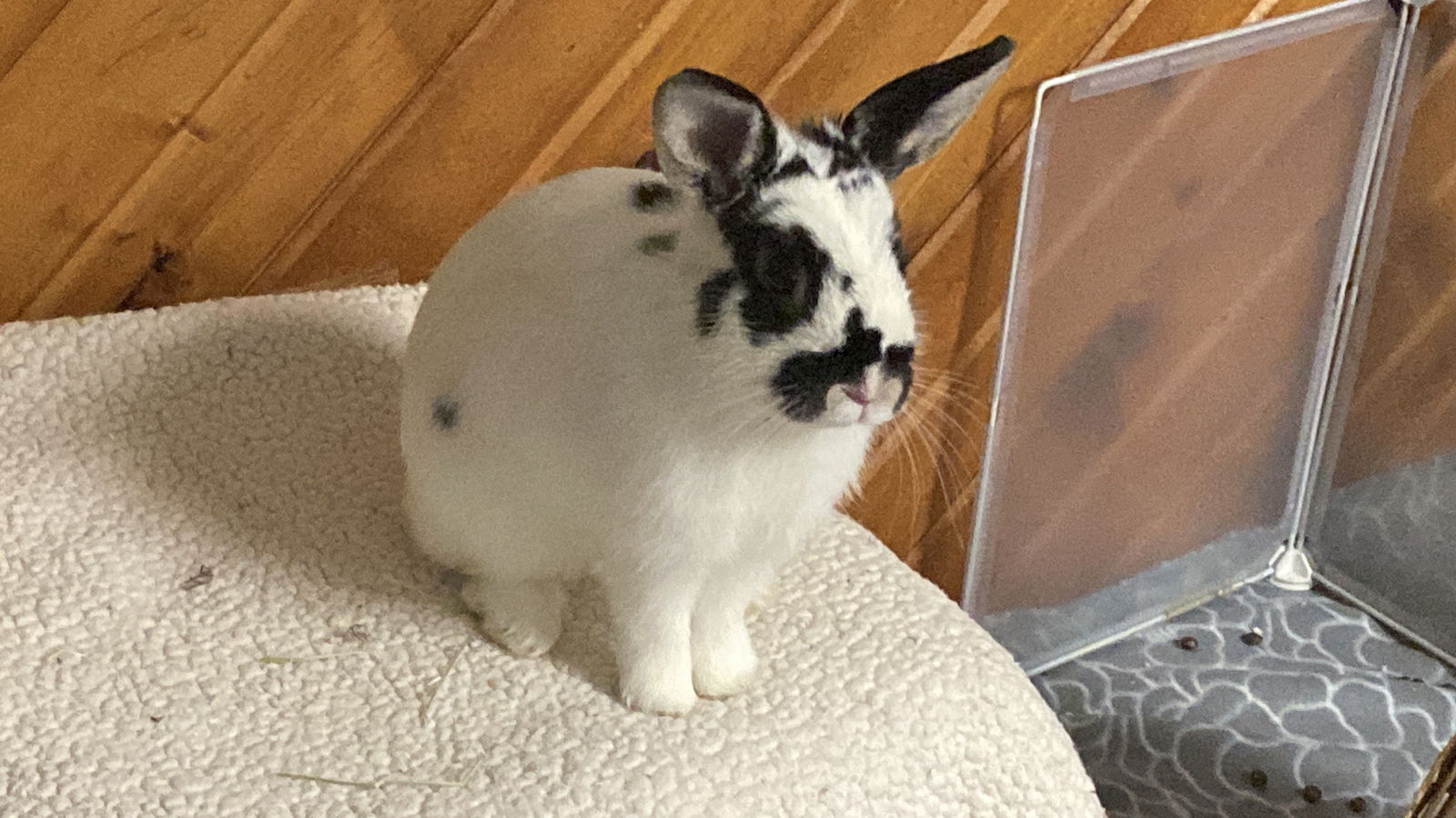 adoptable Rabbit in Princeton, MN named Flower