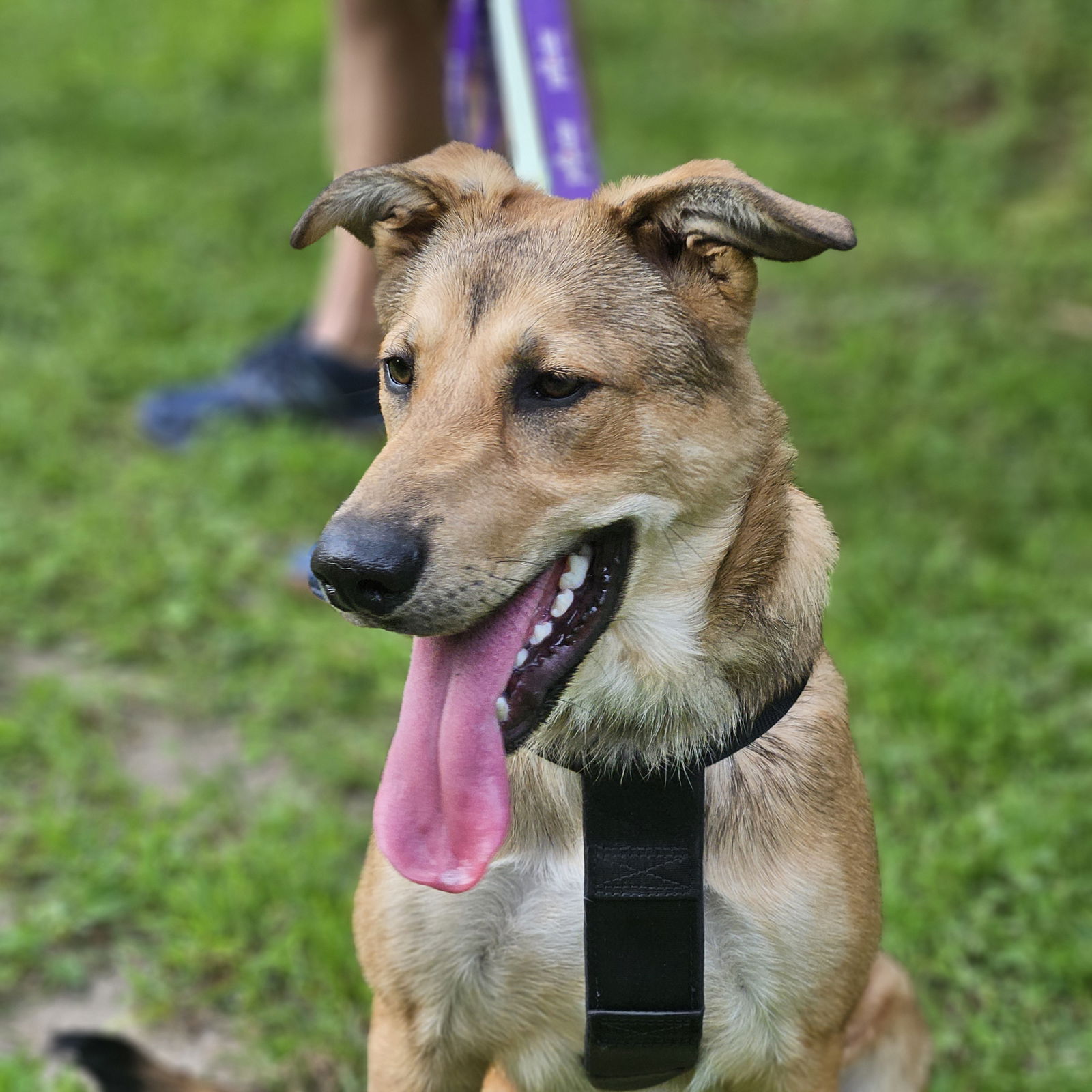 adoptable Dog in Princeton, MN named Piper