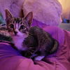 adoptable Cat in  named Victor