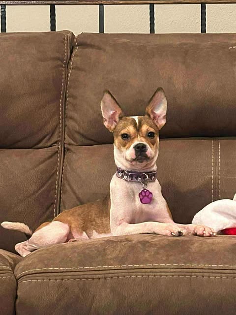 adoptable Dog in Princeton, MN named Megara