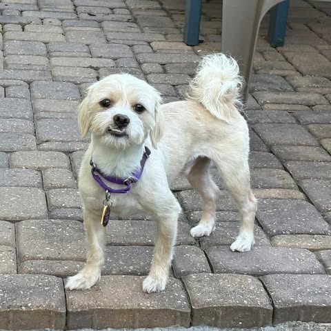 adoptable Dog in Princeton, MN named Neemo