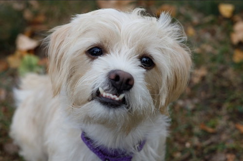 picture of the dog needing adoption