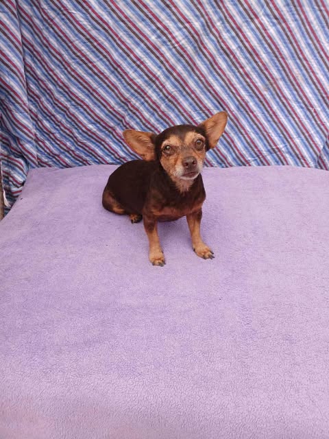 adoptable Dog in Princeton, MN named Reda