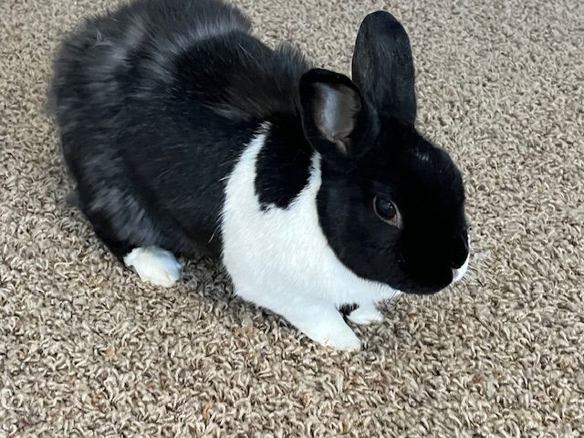 adoptable Rabbit in Princeton, MN named Lizi
