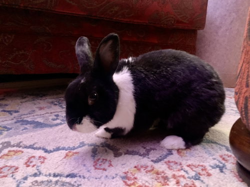 Photo 2 of Lizi
