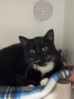 adoptable Cat in Princeton, MN named Ruelette