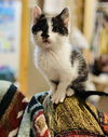 adoptable Cat in princeton, MN named Fish Loretta