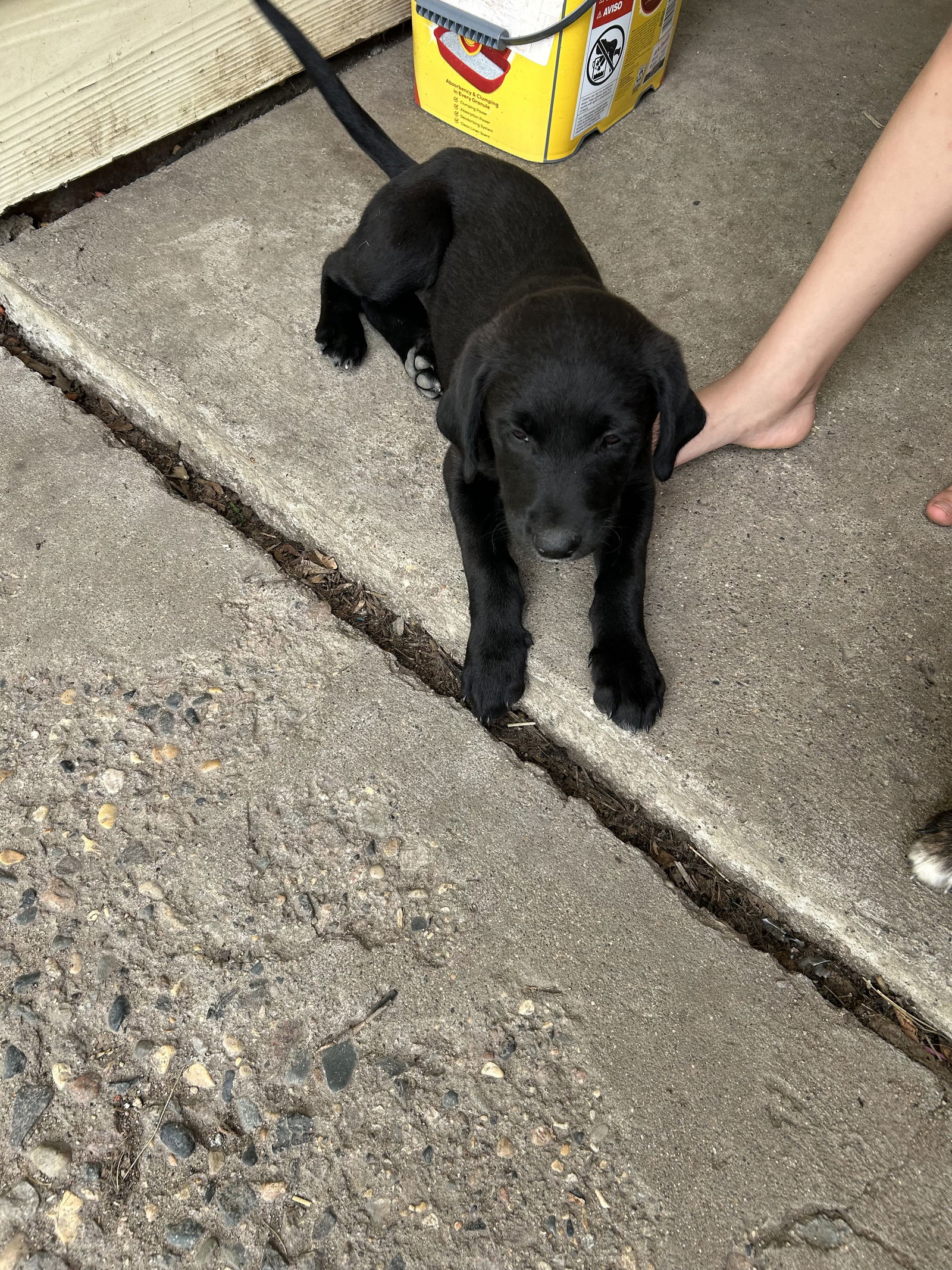adoptable Dog in Avon, MN named Summer