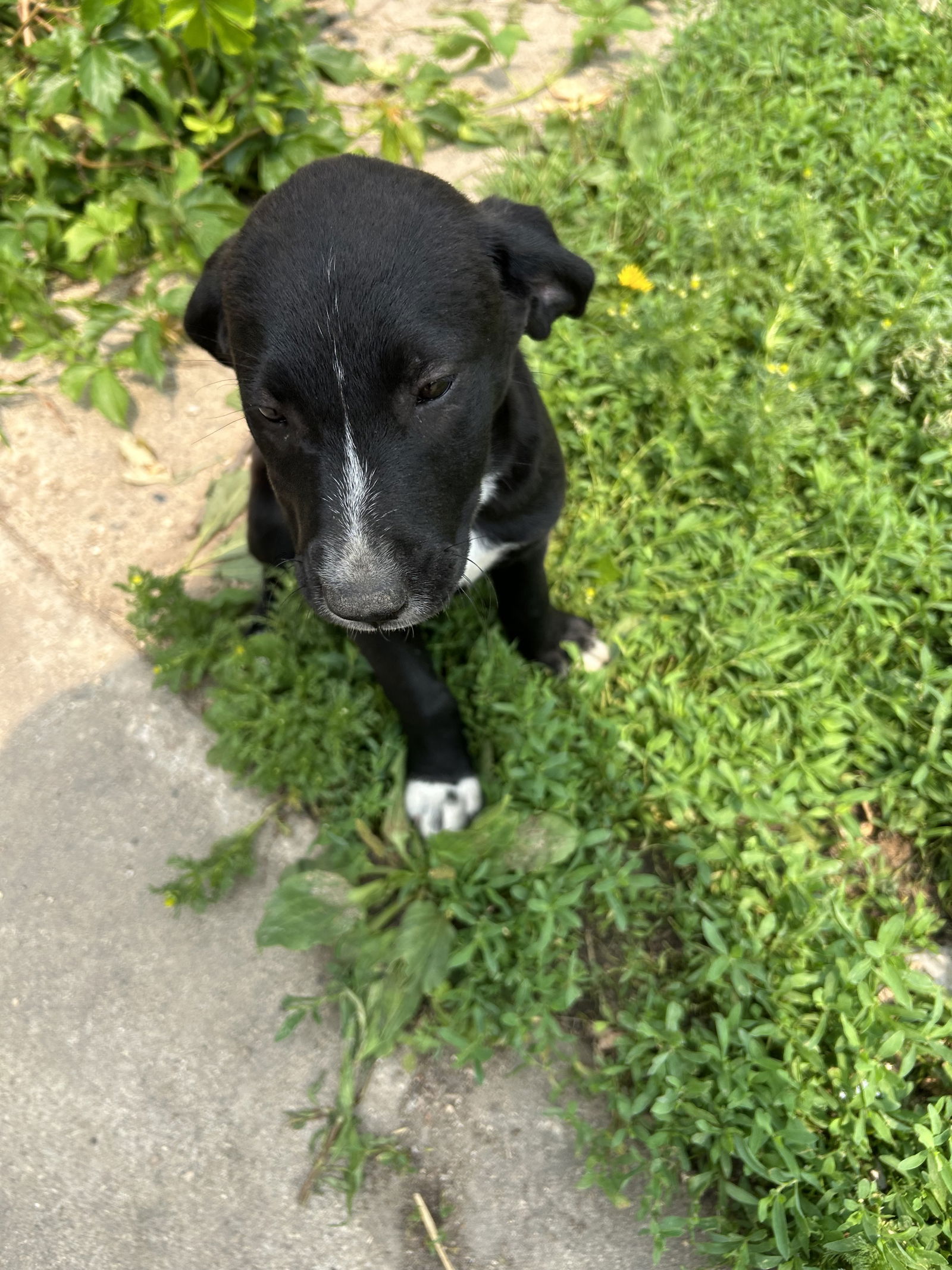 adoptable Dog in Avon, MN named Solstice