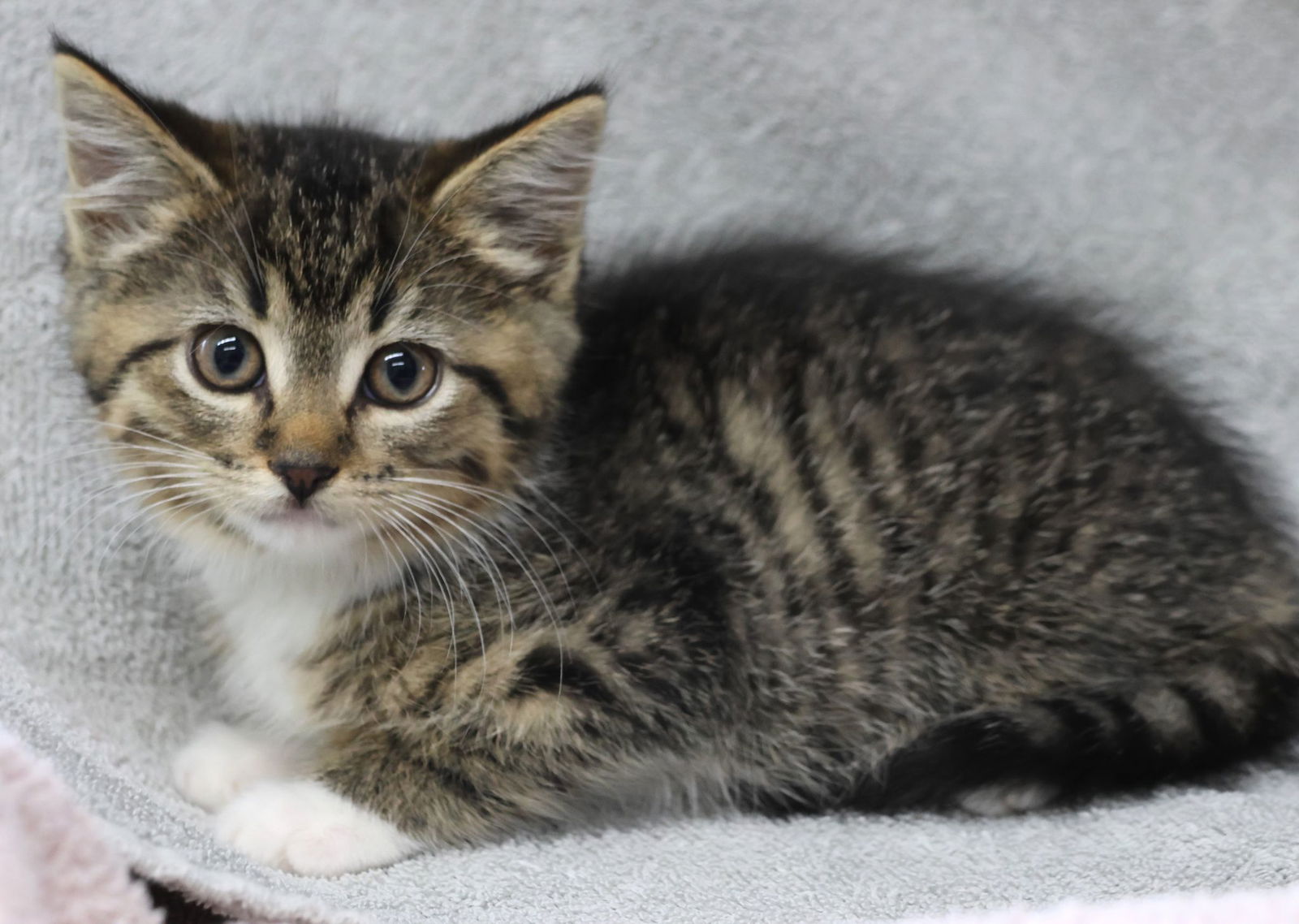 adoptable Cat in Princeton, MN named River