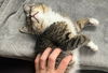 adoptable Cat in , MN named River