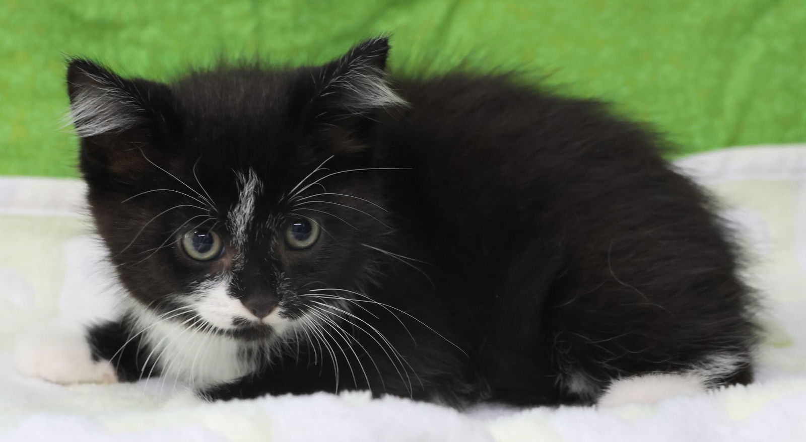 adoptable Cat in Princeton, MN named Rioo