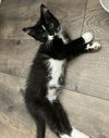 adoptable Cat in , MN named Rioo