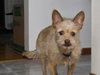 Hairy - Photo 9