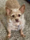 adoptable Dog in , MN named Hairy