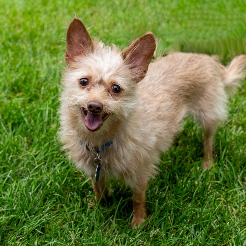 picture of the dog needing adoption