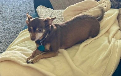 adoptable Dog in Buffalo, MN named Biggie