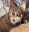 adoptable Dog in  named Biggie