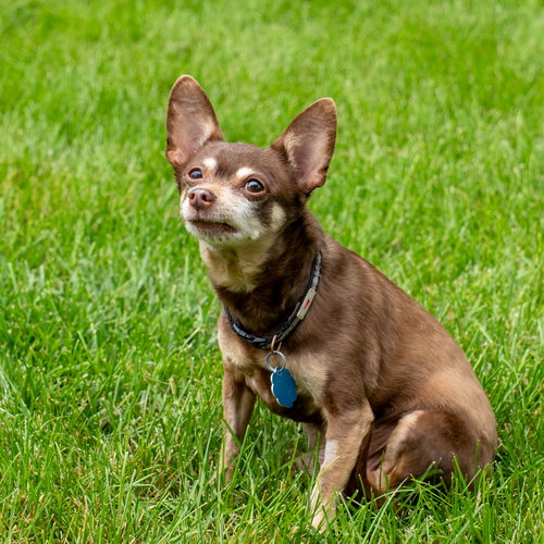 picture of the dog needing adoption