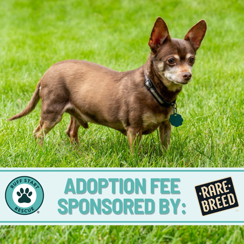 BIGGIE - Chihuahua / Miniature Pinscher available for adoption