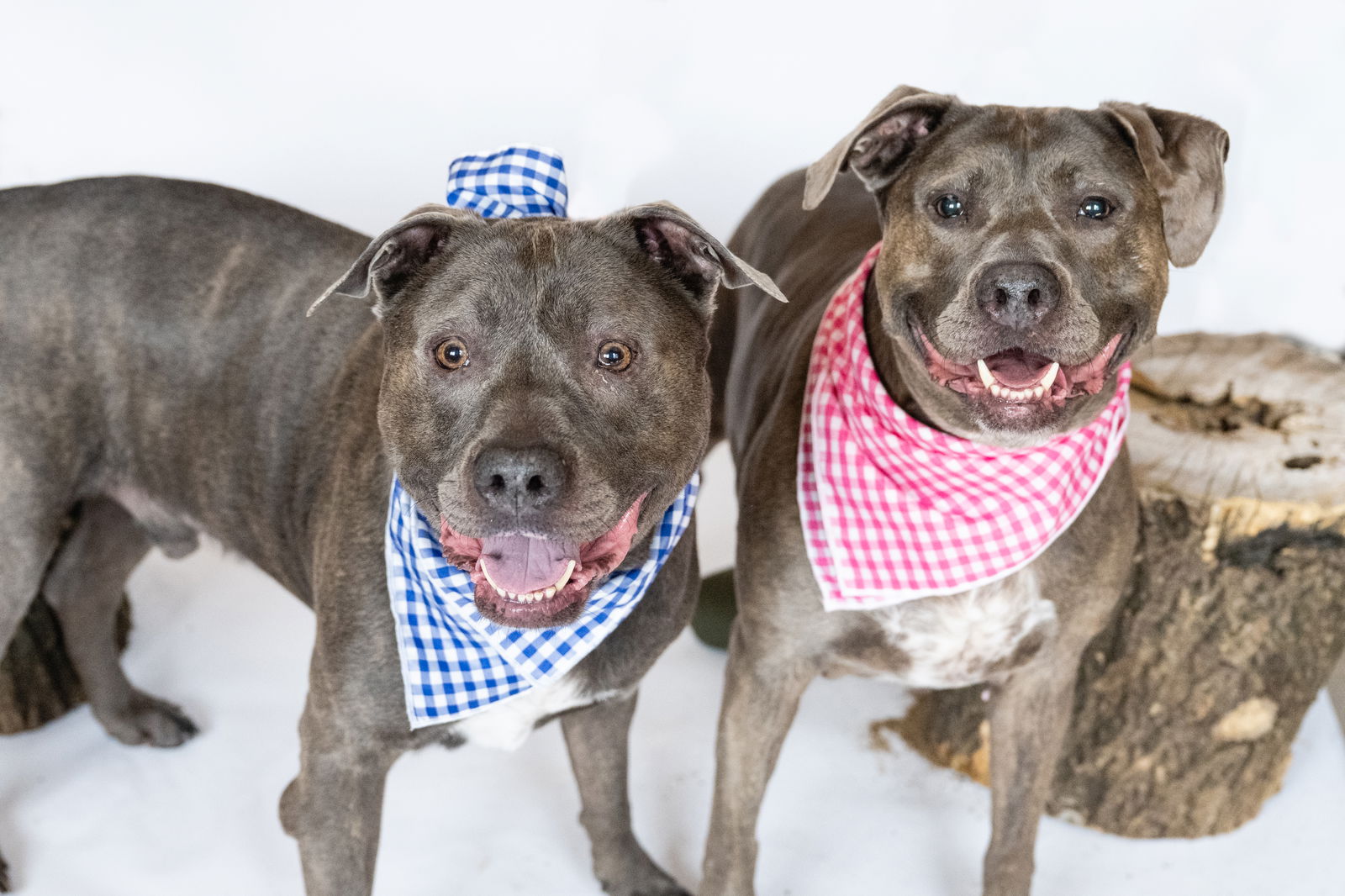 adoptable Dog in Princeton, MN named Kahn