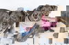 adoptable Dog in , MN named Gypsy