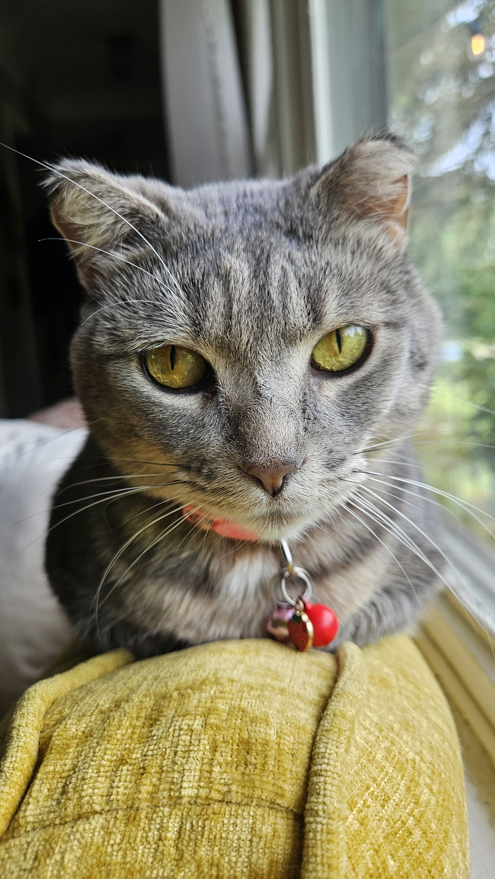 adoptable Cat in Princeton, MN named Chloe