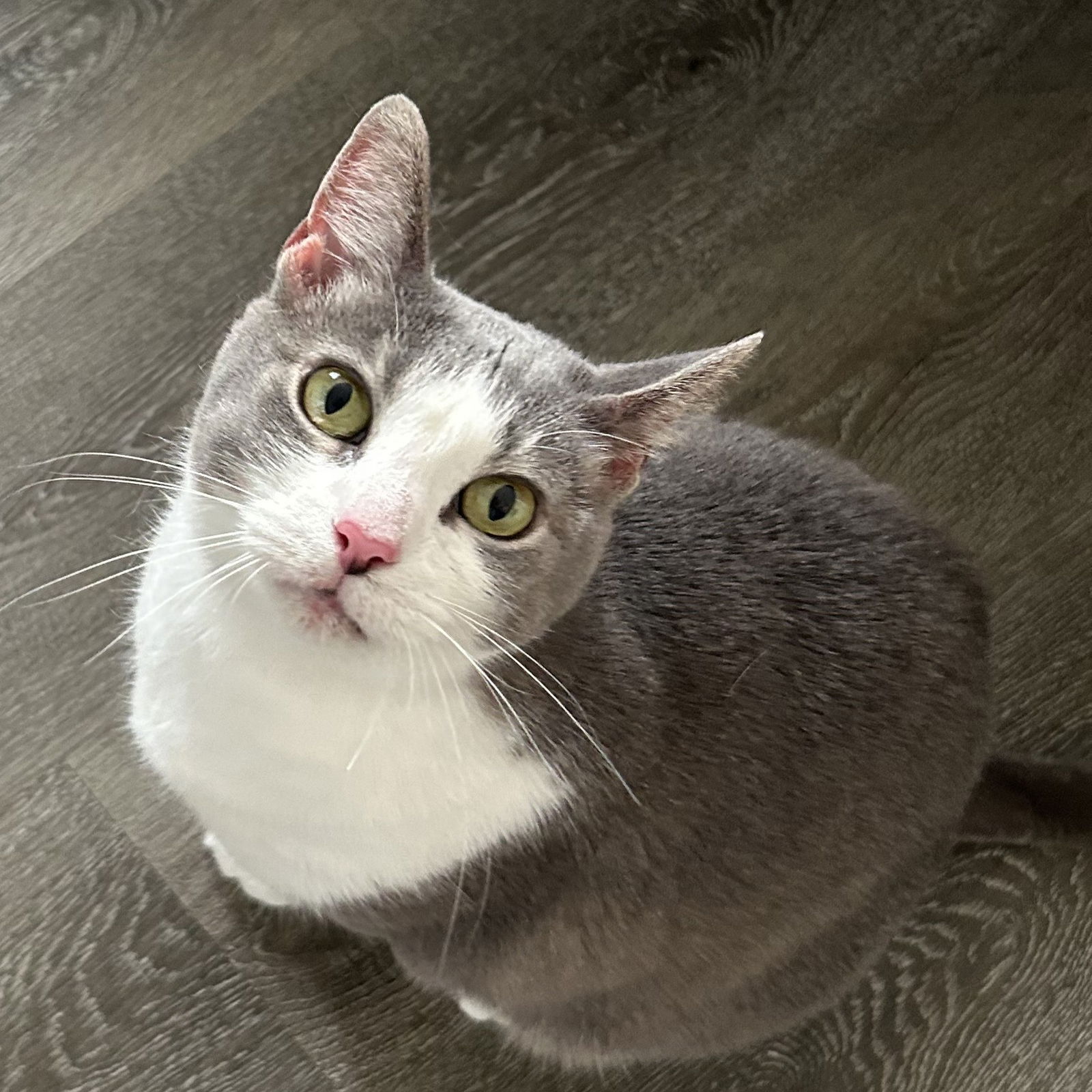 adoptable Cat in Princeton, MN named Sakura