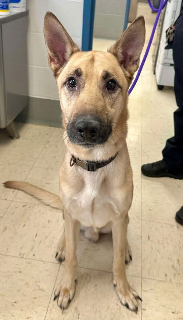 adoptable Dog in Princeton, MN named Gervais