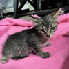 adoptable Cat in princeton, MN named Bobcat