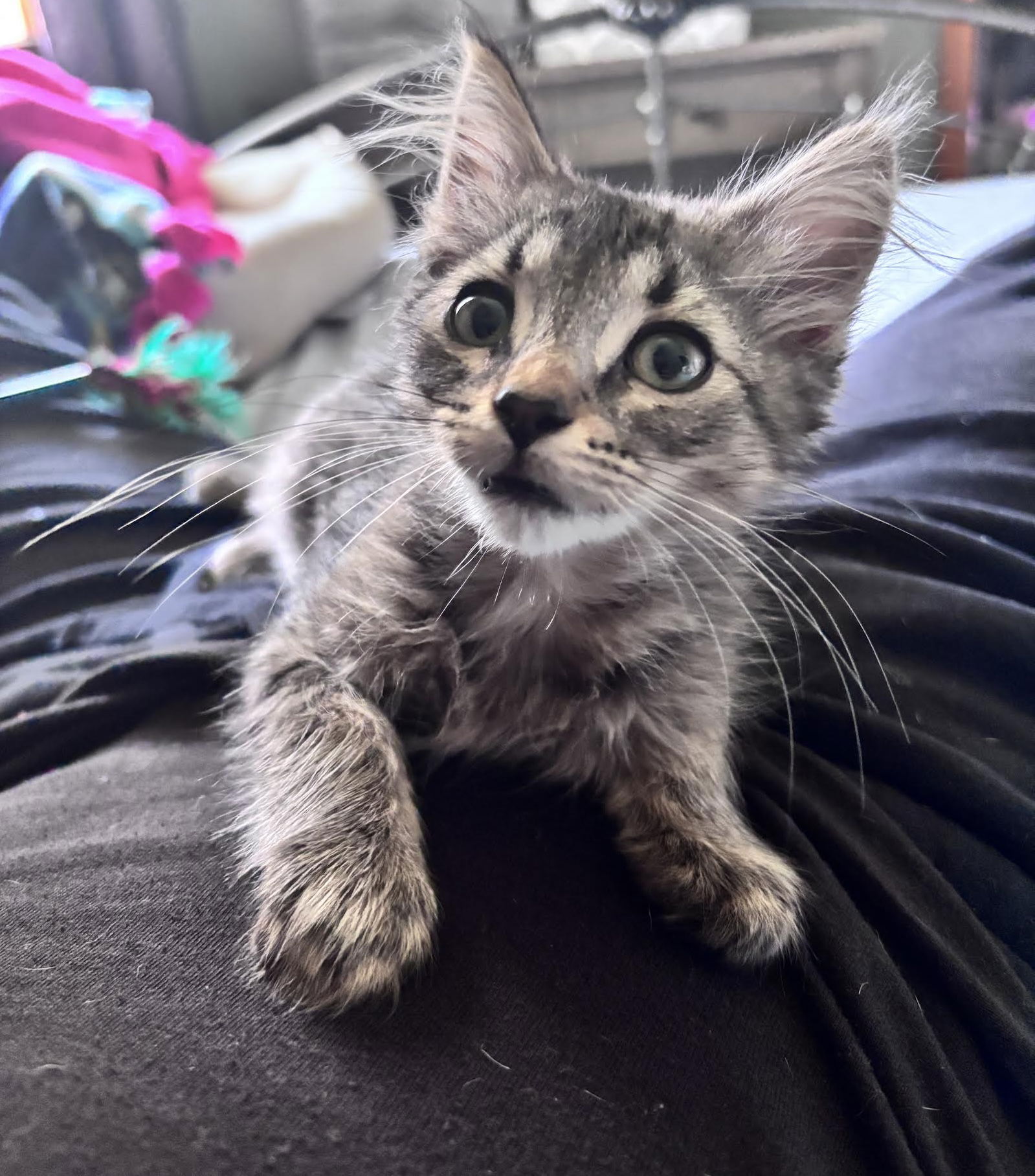 adoptable Cat in Princeton, MN named Bobcat
