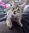 adoptable Cat in  named Bobcat
