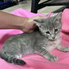 adoptable Cat in  named Wolfie