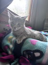 adoptable Cat in , MN named Wolfie