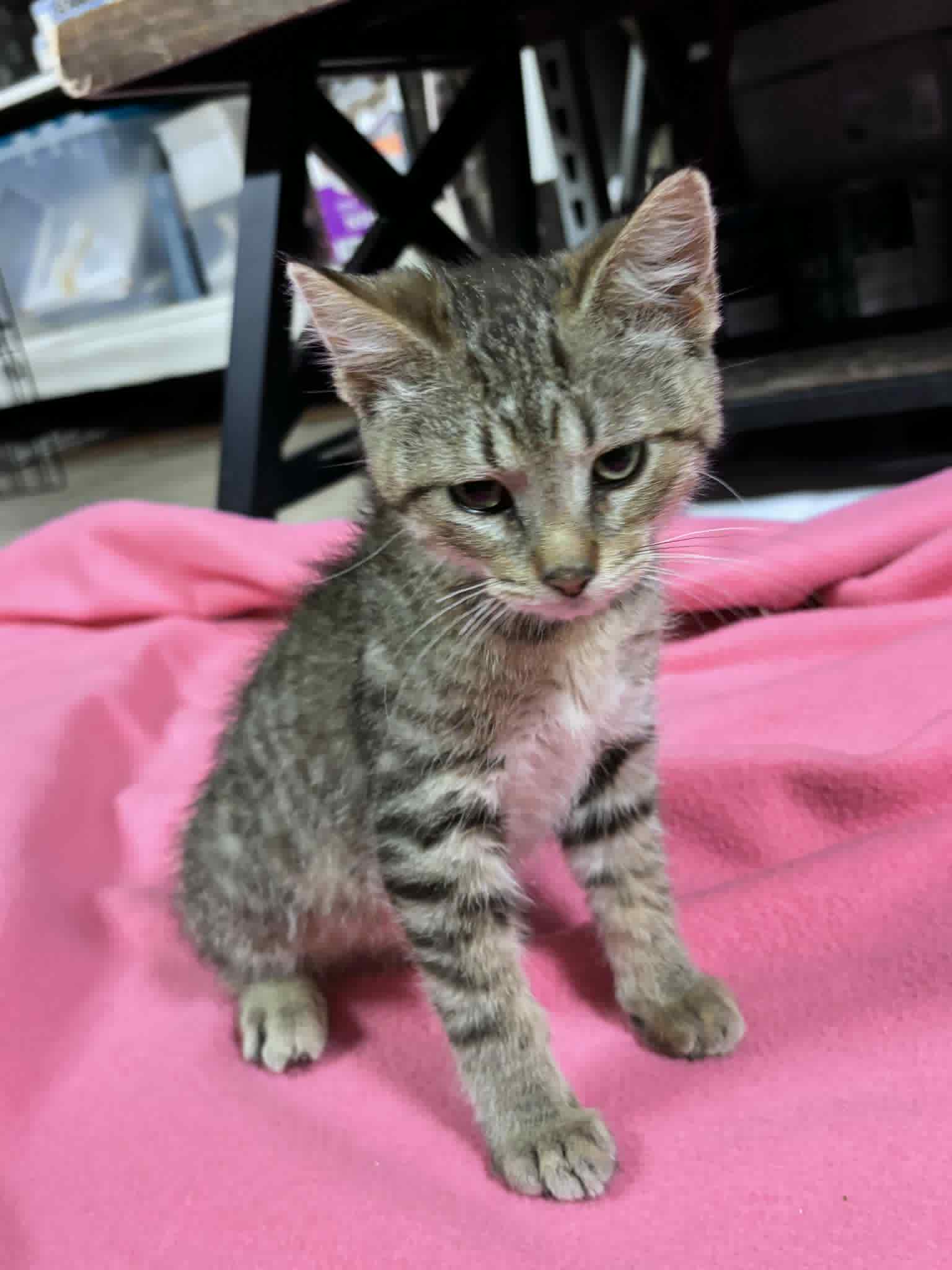 adoptable Cat in Princeton, MN named Moose