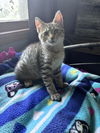 adoptable Cat in , MN named Moose
