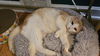 adoptable Cat in princeton, MN named Hamilton