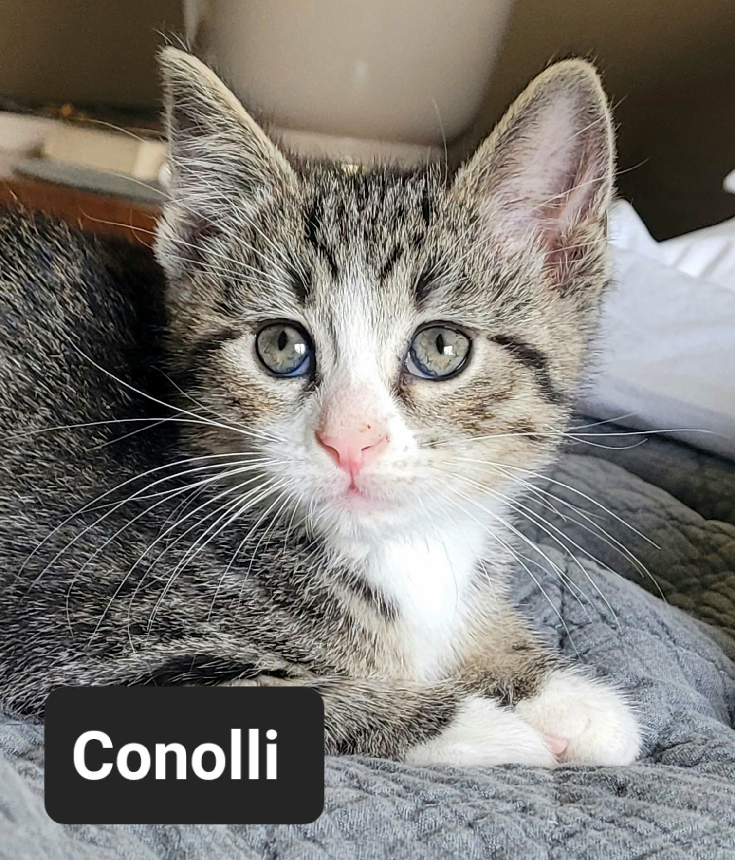 adoptable Cat in Princeton, MN named Canolli