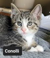 adoptable Cat in  named Canolli