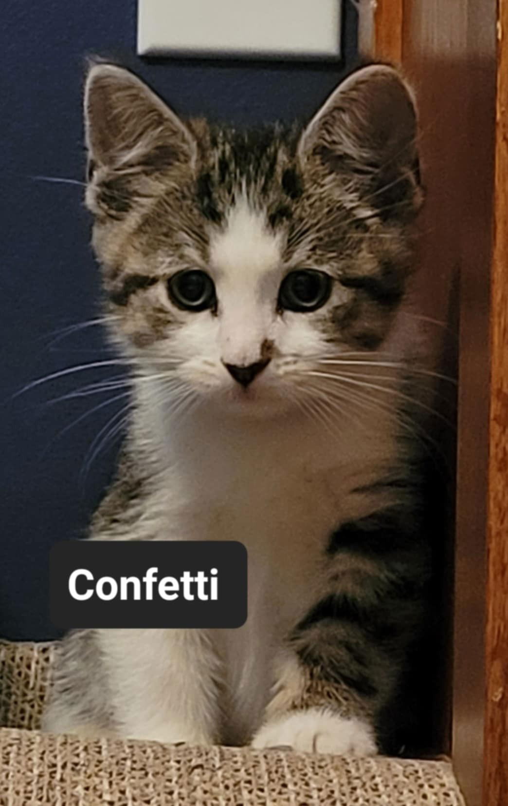 adoptable Cat in Princeton, MN named Confetti