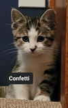 adoptable Cat in  named Confetti