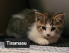 adoptable Cat in princeton, MN named Tiramasu