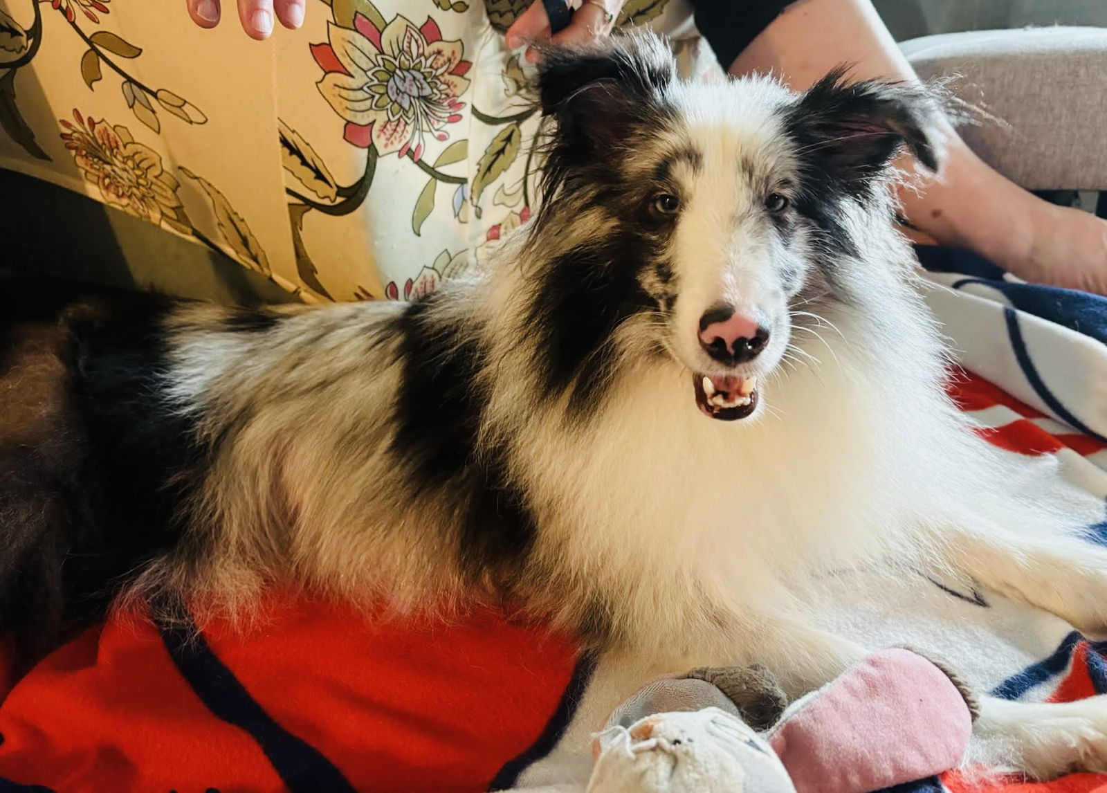 adoptable Dog in Princeton, MN named Skye