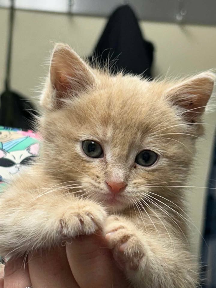 adoptable Cat in Princeton, MN named Pretzel