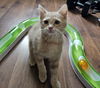 adoptable Cat in  named Pretzel