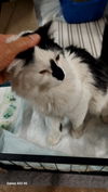 adoptable Cat in  named Gaston