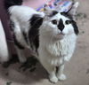 adoptable Cat in  named Gaston